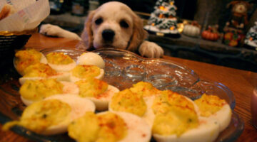 Dog cannot reach the food placed in the center of the table and far back on the countertop