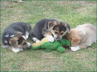 dog-pack-attacks-gator.jpeg