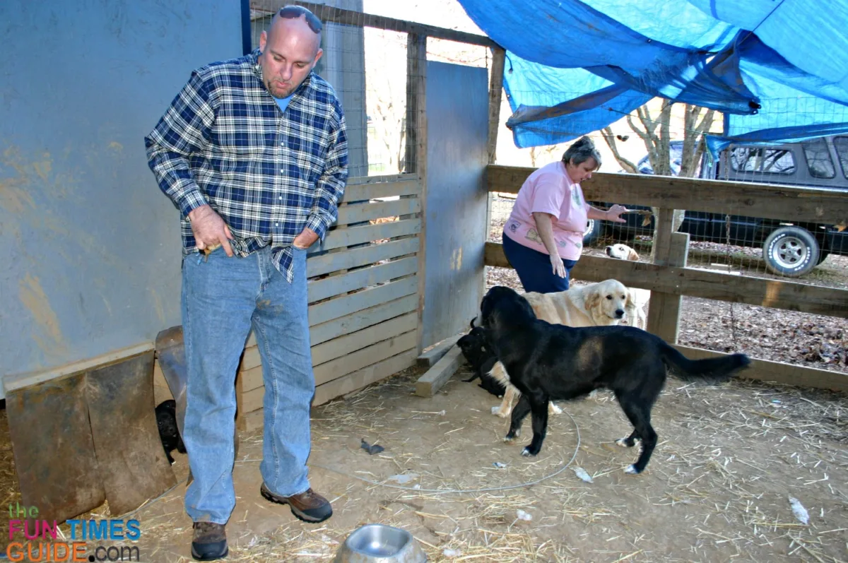 My husband standing inside the dog pen on the farm where these pups were kept with their mama (white Great Pyrenees) and their dad (black Black Lab).