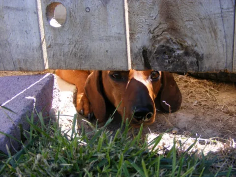 dog-peeking-under-fence-by-vee8-jpg.webp