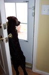Dog peering out the screen door.