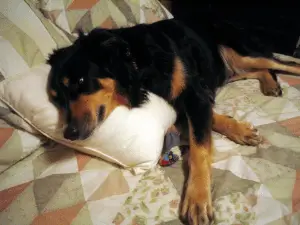 dog-pillow