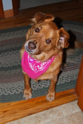 Curious dog wearing a pink bandanna. photo by wolfsavard on Flickr