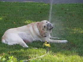 dog-playing-with-water-sprinker-by-Joe-Mad.jpg