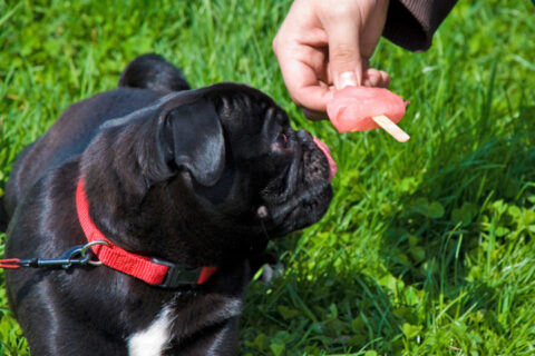 dog-popsicle-by-Guitarfool5931.jpg
