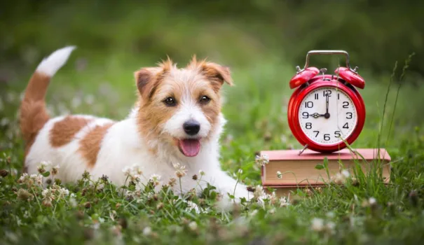 Closely related to your dog's feeding schedule is your dog's potty schedule. See how to coordinate the two... so they fit into YOUR schedule.