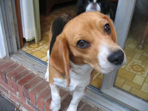 dog-potty-training-routine