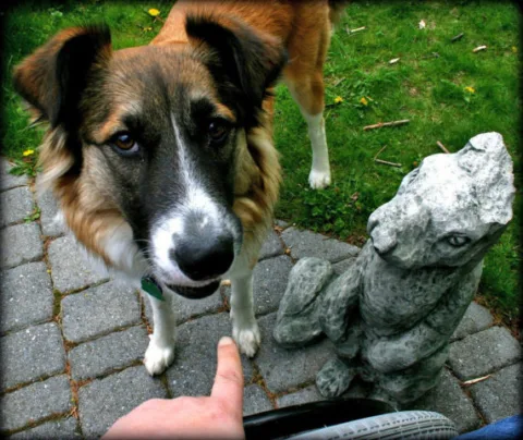 dog-problem-behavior