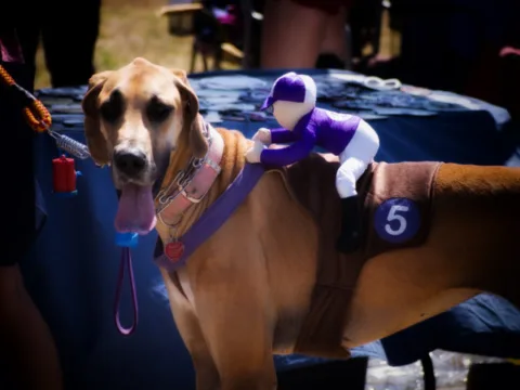 dog-racehorse-jockey-costume