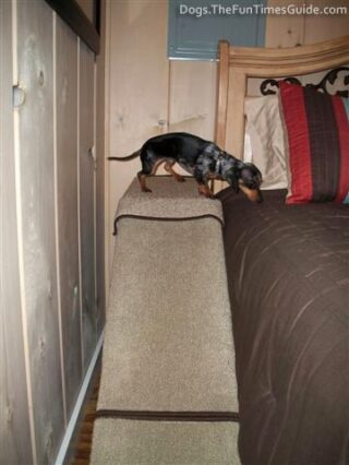 This is my Dachshund checking out her new dog ramp which makes getting up on the bed a breeze! 