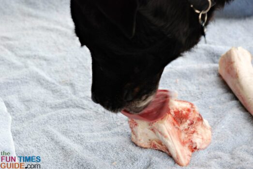 All dogs enjoy real bones from the butcher!