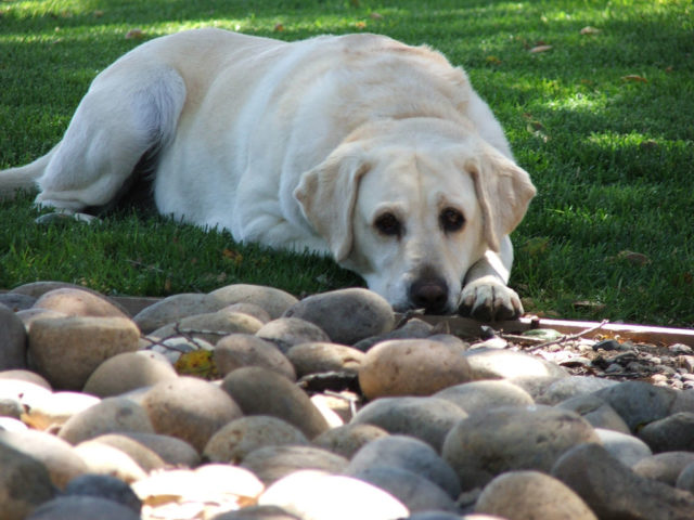 why did my dog eat gravel