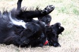 Our dog, Destin, rolling in the grass, while puppy Tenor looks on.