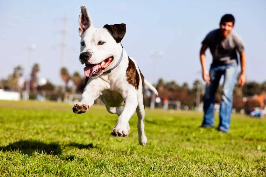 The easiest way to burn off energy and calm down your dog is to engage your dog in running, jumping, chasing, and fetching.