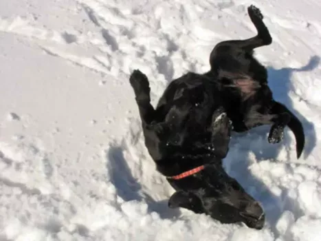 Dog scratching his itchy, dry skin in the snow.