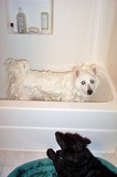 This is Jersey, our American Eskimo dog moments after he 'shook' soap suds all over Destin, who was waiting in line for the next bath!