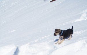 dog-skiing