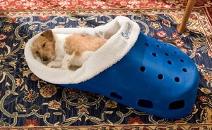 dog-sleeping-in-a-croc-bed-by-ann-dabney.jpg
