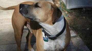 Dog Odor Removers: 8 Ways To Keep Your Dog Smelling Fresh Every Day… Without A Bath!