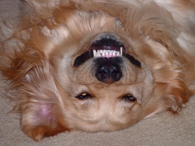 dog-smiling-upside-down