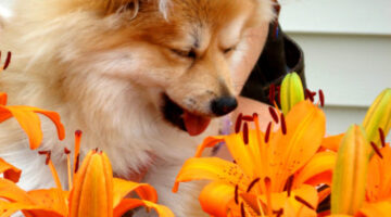 Top 4 Allergies In Dogs: Treatments & Symptoms