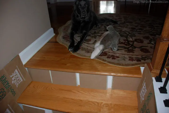 Diy Stair Treads For Dog Owners, Are Hardwood Stairs Safe For Dogs