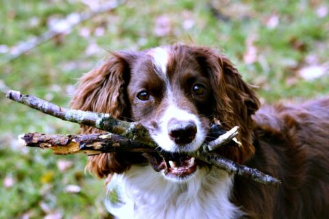 Dog with sticks