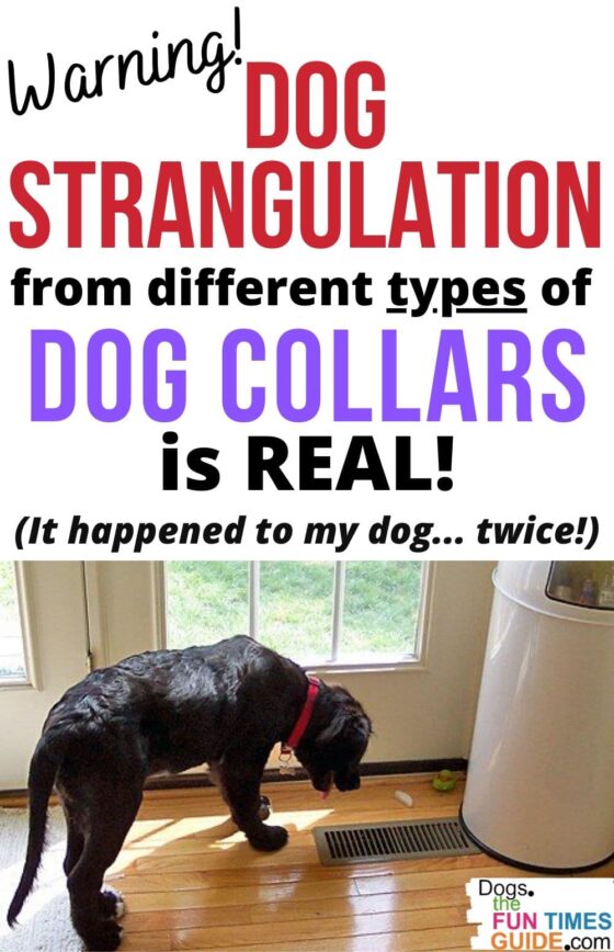 See Which Types Of Dog Collars Are Dangerous And Which Ones Are Safe