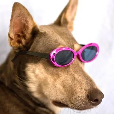 Most dogs tolerate wearing sunglasses, especially the official doggles -- because they have a strap that keeps them in place.