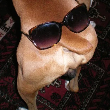 You never know... your dog may prefer to wear them over his tail instead of over his eyes! 