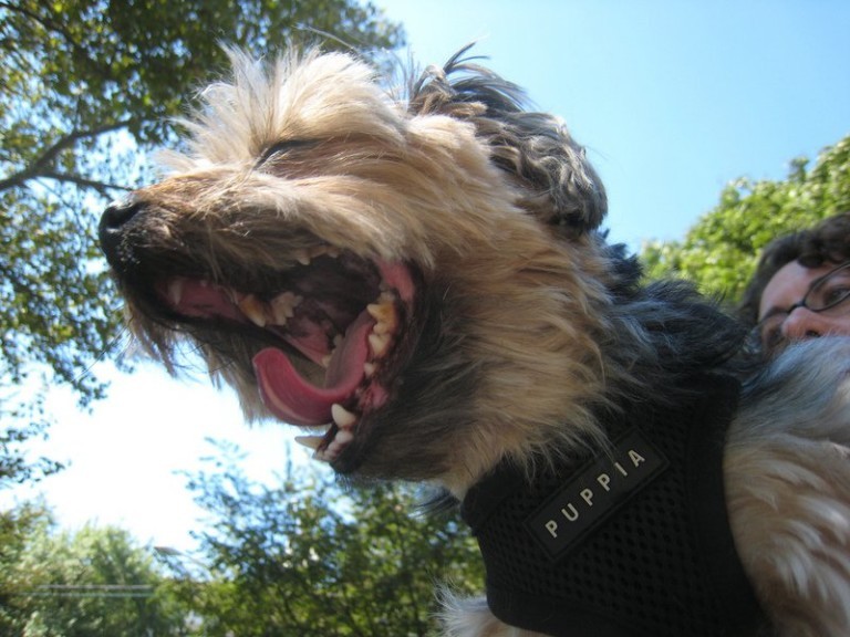 Toothless Dog Care How To Feed & Care For A Dog With No Teeth First Time Dog Owners Guide