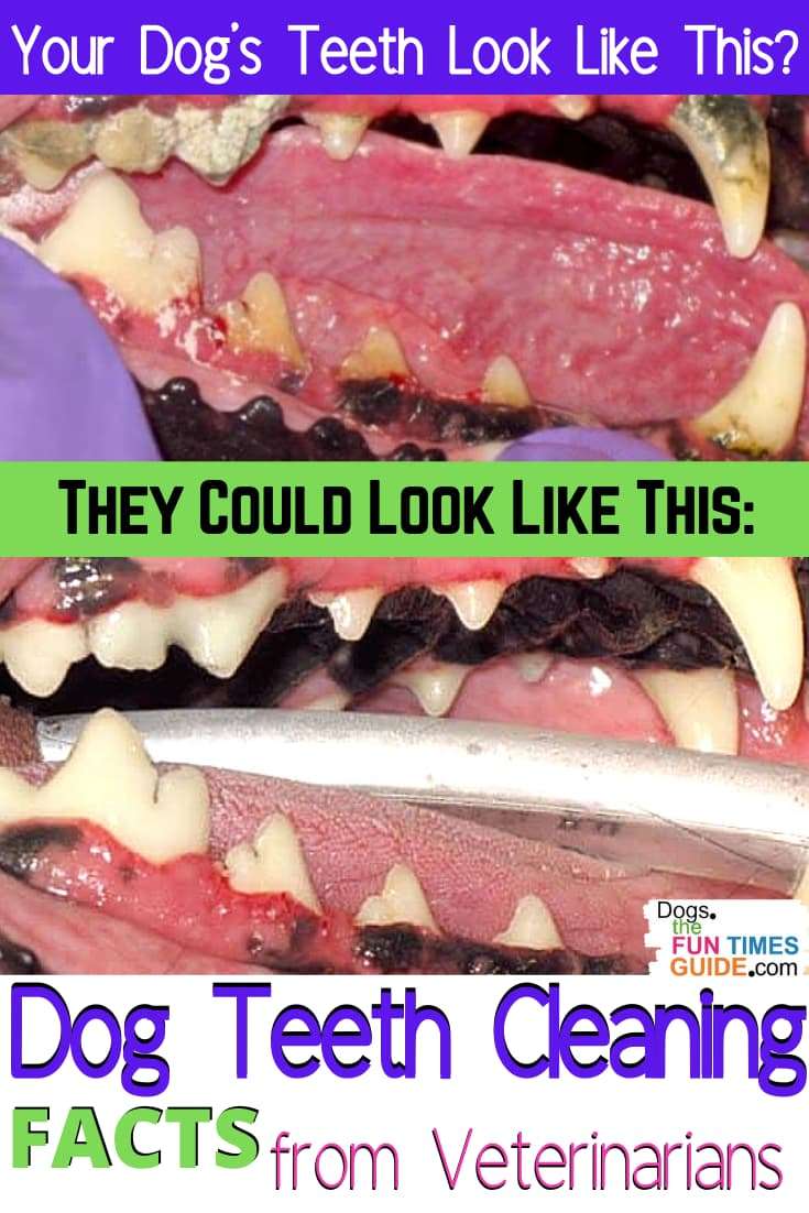 Dog Teeth Cleaning Facts From Veterinarians: What It's ...