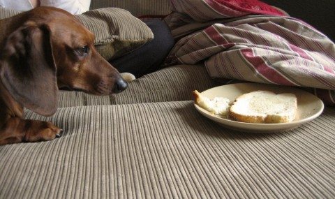 A dog resisting the temptation to eat human food 