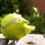 dog-tennis-ball-by-AndyeMcee.jpg
