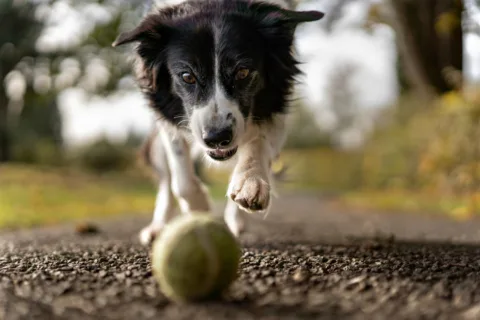 Dog determined to catch a tennis ball.