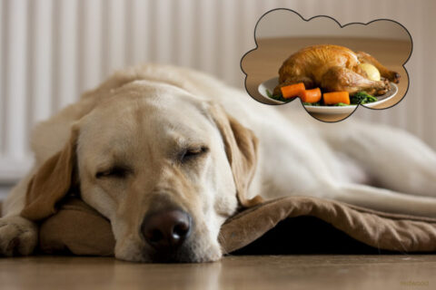 dreaming dog thanksgiving turkey