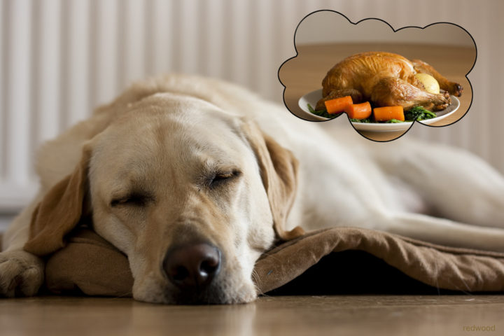 Can Dogs Eat Turkey? Yes, But Here Are Some Dog Thanksgiving Dinner