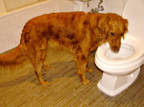 dog drinking water out of the toilet