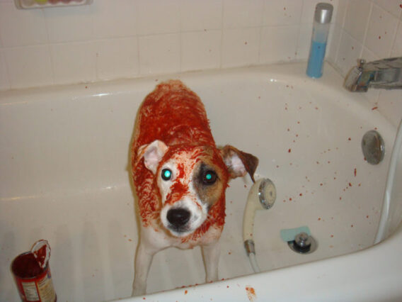 Using tomato juice to remove dog skunk odor. photo by desmorider on Flickr