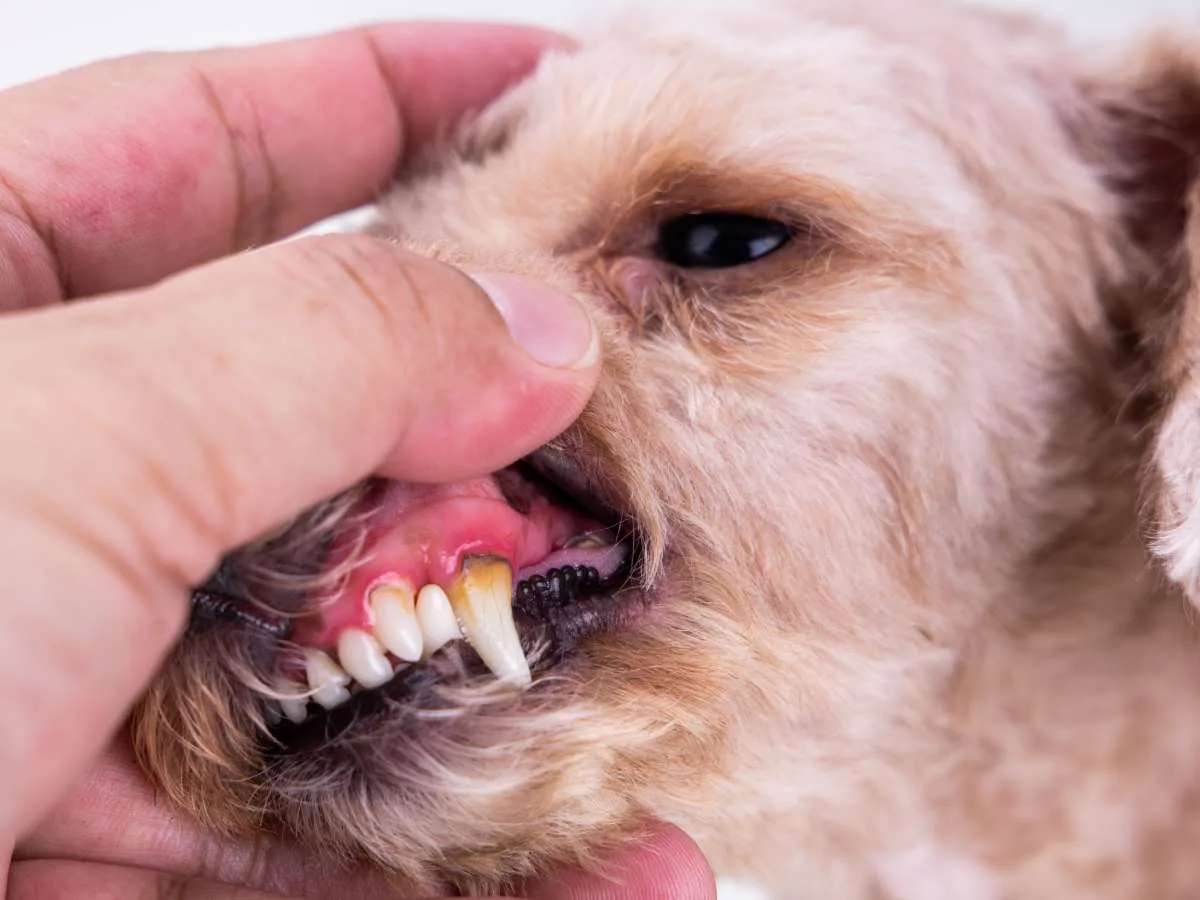 With these tips you will find that it’s actually very easy to brush your dog’s teeth!