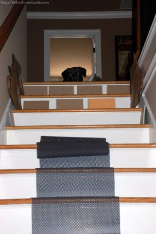 dog-top-of-stairs