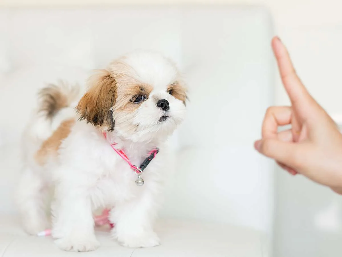 Learn how to do basic puppy training at home yourself.