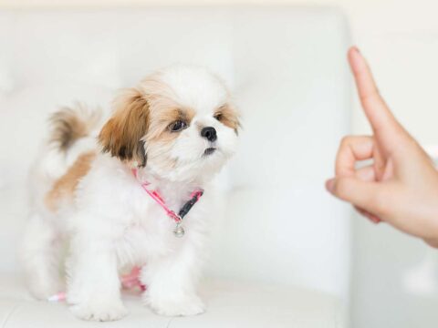 Dog Training Commands 101: How Do You Train An 8-Week-Old Puppy To Understand Basic Dog Commands?