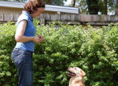 The Shaping Dog Training Technique – An Easy Way To Teach A New Behavior