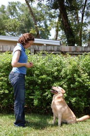 dog-training-technique-by-Colure.jpg