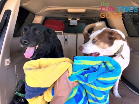 Dogs can be messy. It's smart to keep extra towels in the car when you're traveling with dogs.