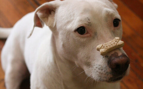 Here's how to teach your dog to balance a treat on his nose.