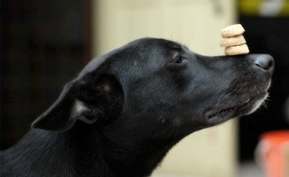 See how to teach your dog to balance a treat on their nose! 