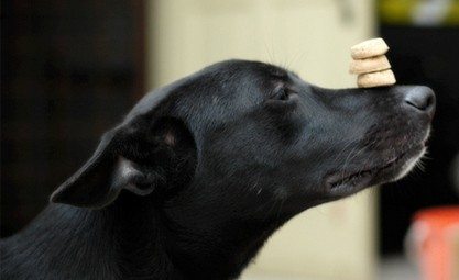 how do you teach a dog to flip a treat on his nose