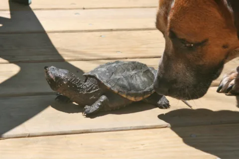 Dog meets turtle.